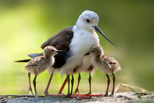 06-Stefano Ronchi2