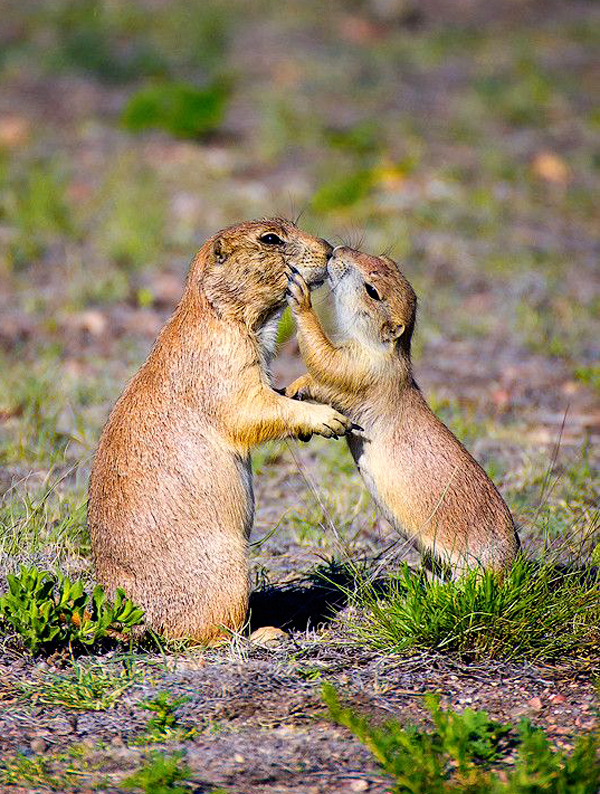Black-tailed Prairie dogs show affection in Colorado