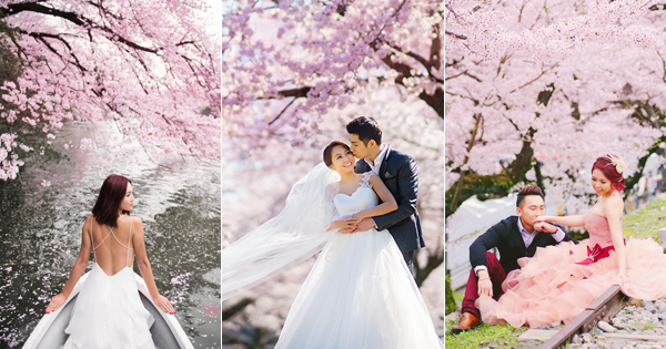浪漫破表的粉紅愛情樹! 25 張令戀人們陶醉的櫻花婚紗照